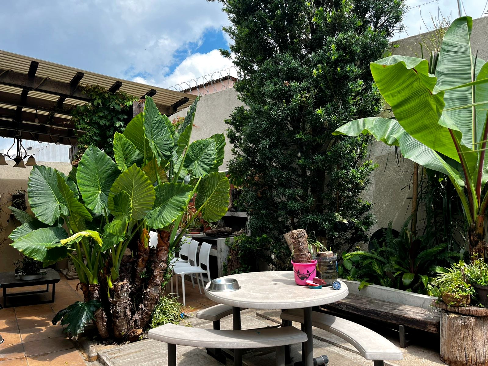 Jardín y área exterior con pérgola